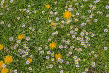 Karahindiba ve papatya çiçekleri yeşil çimenlerin üzerinde