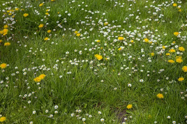 Mniszek lekarski i stokrotki kwiaty na zielonej trawie — Zdjęcie stockowe