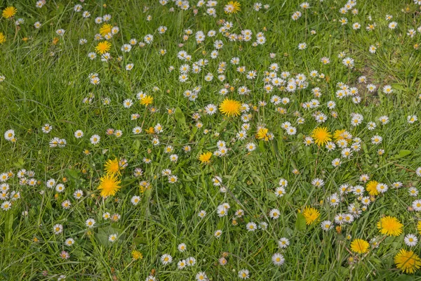 在绿色草地上的蒲公英和雏菊花 — 图库照片