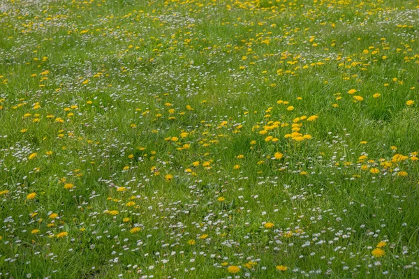 Löwenzahn und Gänseblümchen auf grünem Gras — Stockfoto