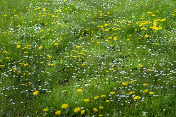 Dandelion and daisies flowers on green grass — Stock Photo, Image