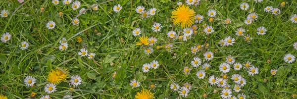 Tarassaco e margherite fiori su erba verde — Foto Stock