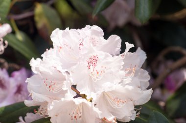 Beyaz ormangülü bush Şubesi