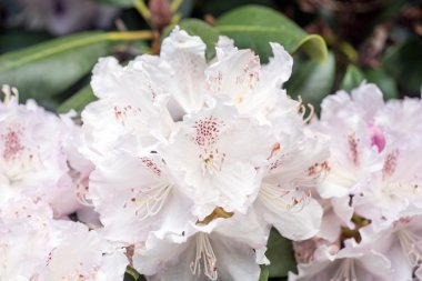 Beyaz ormangülü bush Şubesi