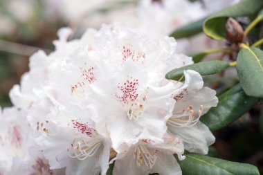 Beyaz ormangülü bush Şubesi