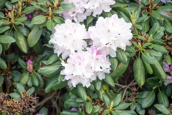 Ramo do arbusto de Rhododendron branco — Fotografia de Stock