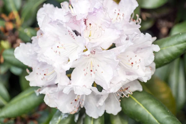 Ramo di cespuglio di Rododendro bianco — Foto Stock