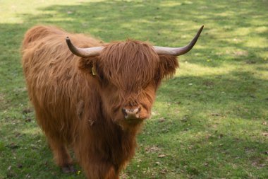 İskoç yayla sığır çayır üzerinde