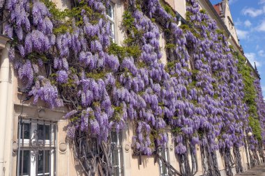 Wisteria çiçek karşı taş bina içinde