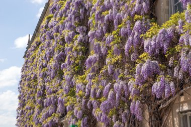 Wisteria çiçek karşı taş bina içinde