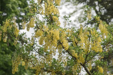 Laburnum anagyroides asılı çiçek sarı