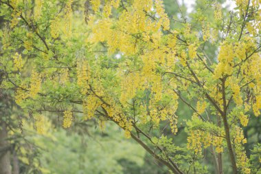 Laburnum anagyroides asılı çiçek sarı