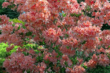 Kayısı ormangülü bush Şubesi