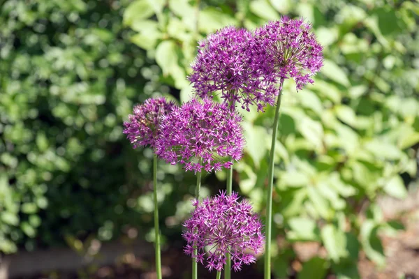 Allium (Allium Giganteum) in full flower — Stock Photo, Image