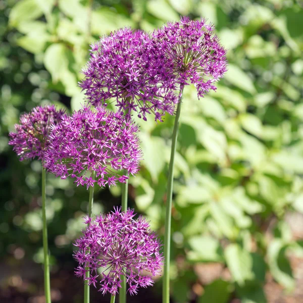 Česnek (Allium obrovský) v plném květu — Stock fotografie