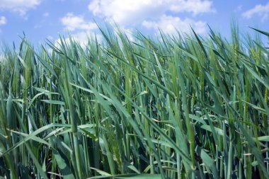 Arpa yeşil kulakları alan