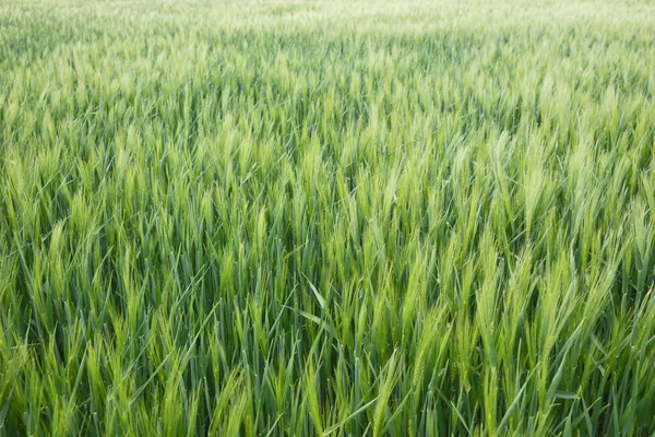 The field of green ears of barley — Stock Photo, Image