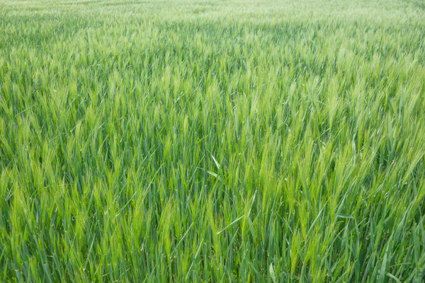The field of green ears of barley — Stock Photo, Image
