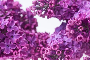 Mor Lila beyaz izole buket