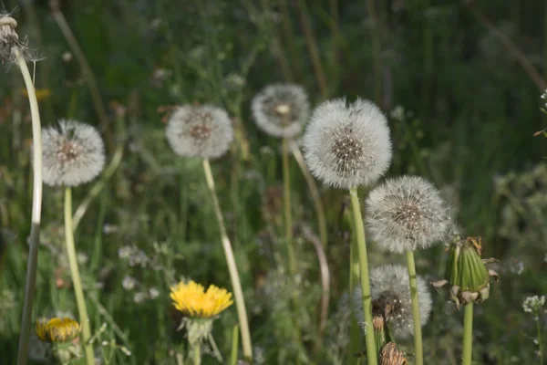 Diente de león común Taraxacum — Foto de Stock