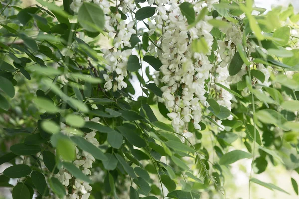 Fehér virágok az akác - akác — Stock Fotó