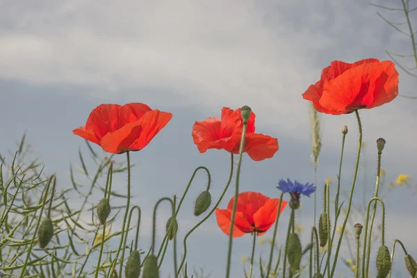Flores de amapola contra el cielo azul — Foto de Stock