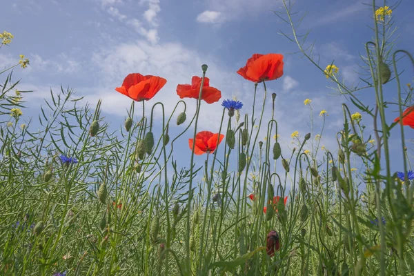 Flores de amapola contra el cielo azul — Foto de Stock