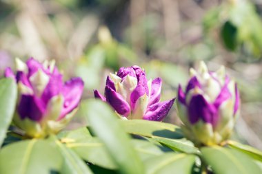 Çiçek tomurcuk çiçeklenmeye başlar
