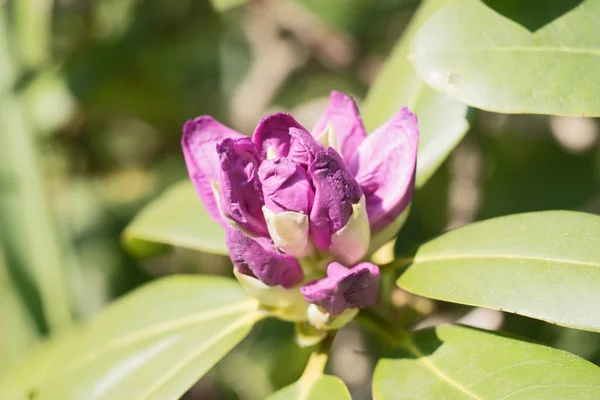 Flor botão começa a florescer — Fotografia de Stock