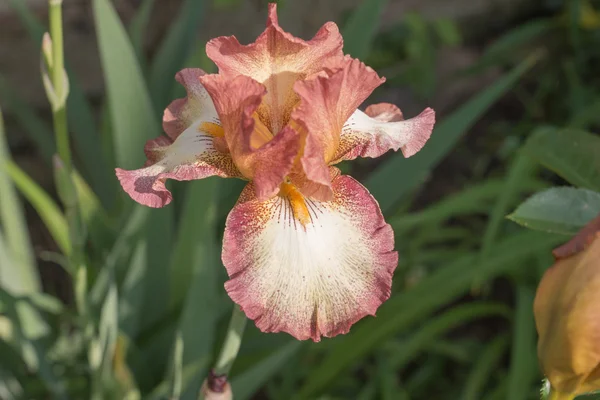 Fiore di iris in fiore in giardino — Foto Stock