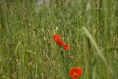 Kırmızı haşhaş çiçekleri (gelincik (bitki))