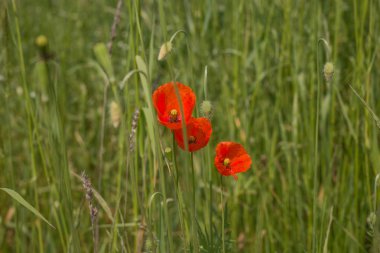 Kırmızı haşhaş çiçekleri (gelincik (bitki))