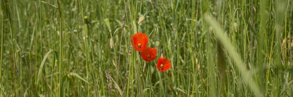 Fleurs de pavot rouge (Papaver rhoeas ) — Photo