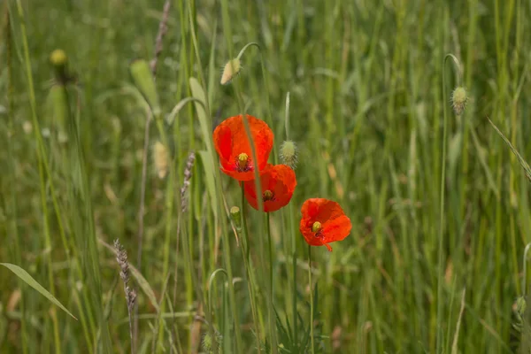 Kırmızı haşhaş çiçekleri (gelincik (bitki))