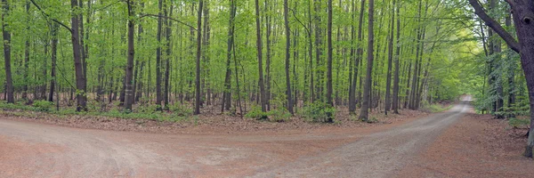Путь в зеленый лес — стоковое фото