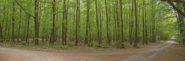 Путь в зеленый лес — стоковое фото