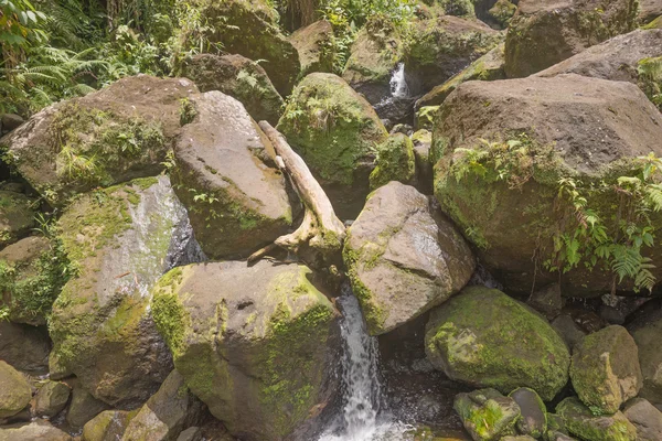 Bergbeek onder de mossy stonee — Stockfoto