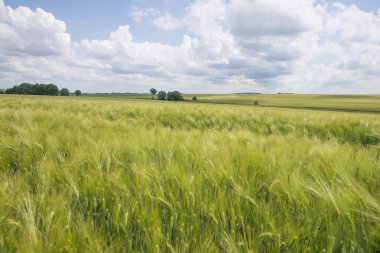 Yeşil tarla ve bulutlu mavi gökyüzü