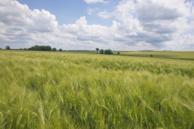 Yeşil tarla ve bulutlu mavi gökyüzü