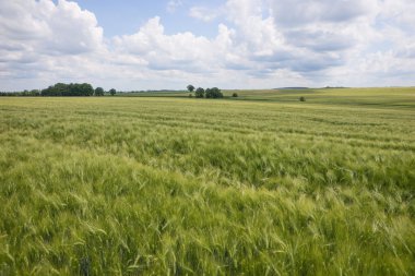 Yeşil tarla ve bulutlu mavi gökyüzü
