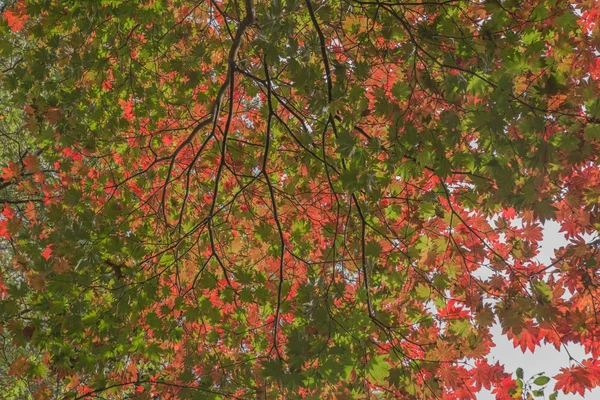 Различные размеры листьев осенью — стоковое фото