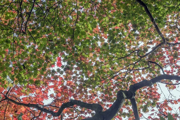 As várias dimensões de folhas em outono — Fotografia de Stock