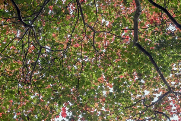 De verschillende dimensies van bladeren in de herfst — Stockfoto