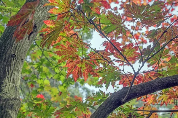 Различные размеры листьев осенью — стоковое фото