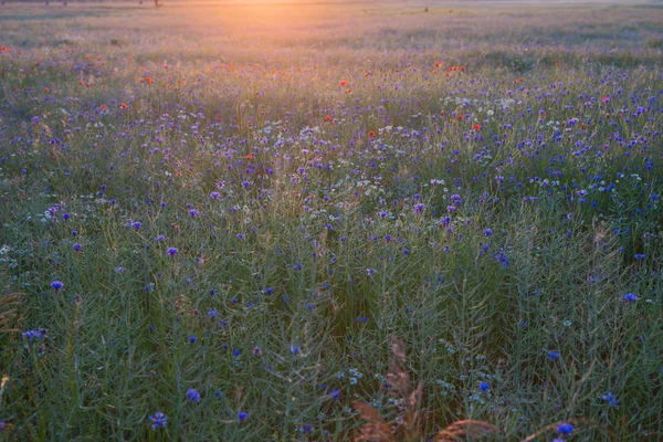 Champ avec bleuet et coquelicots au lever du soleil — Photo