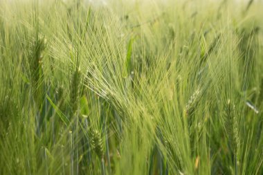 Kulakları yeşil olgunlaşmamış arpa