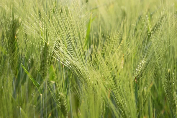 Ears of the green unripe barley — Stock Photo, Image