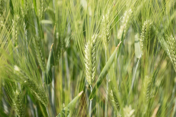 Ears of the green unripe barley — Stock Photo, Image