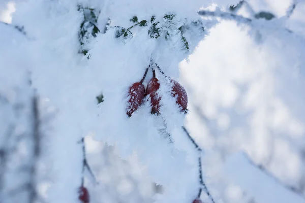 霜の下で冬に赤いローズヒップ — ストック写真