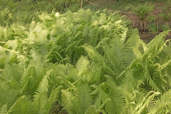 Helecho verde como fondo —  Fotos de Stock